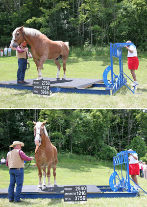 Sri Chinmoy Lifts The World's Tallest Living Horse.