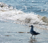 seagull3