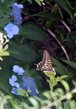 butterfly.jpg