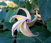 Moonflower Opens